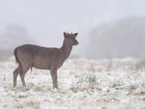 Fallow deer, Dama dama Stock Photos
