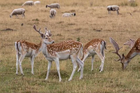 Fallow deer (Dama dama) Stock Photos