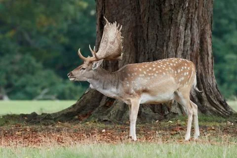 Fallow deer (Dama dama) Stock Photos