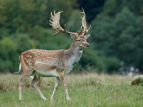 Fallow deer (Dama dama) Stock Photos