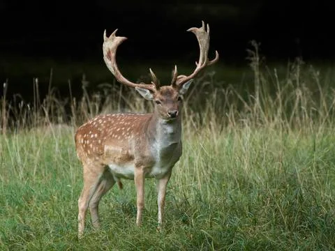 Fallow deer (Dama dama) Stock Photos