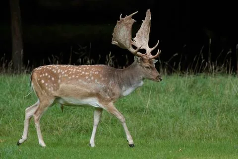 Fallow deer (Dama dama) Stock Photos