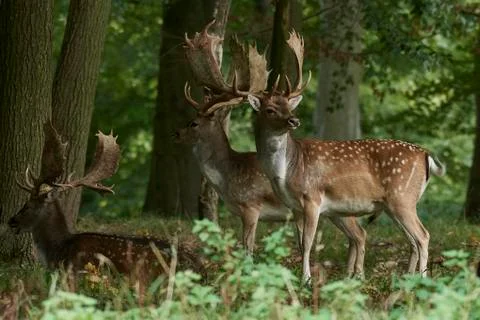 Fallow deer (Dama dama) Foto stock