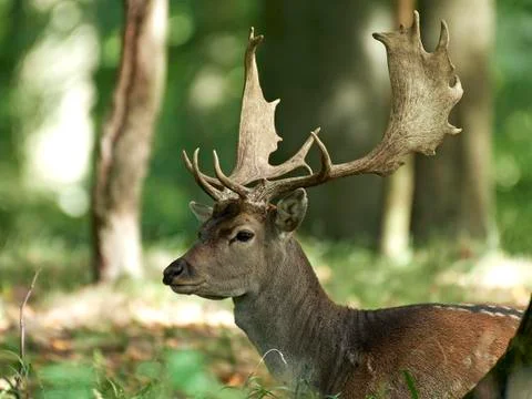 Fallow deer (Dama dama) Stock Photos
