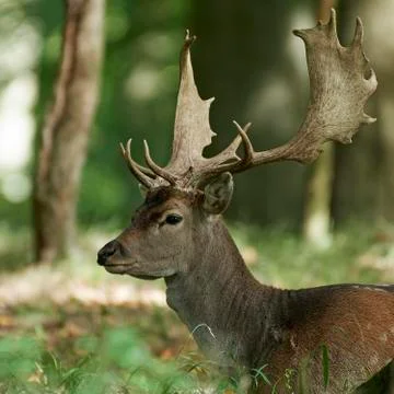 Fallow deer (Dama dama) Stock Photos