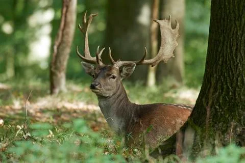 Fallow deer (Dama dama) Stock Photos