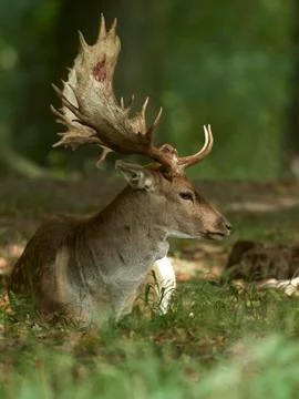 Fallow deer (Dama dama) Stock Photos