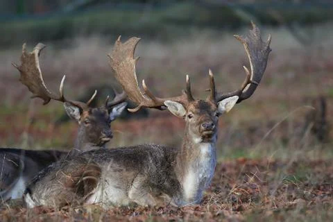 Fallow Deer (Dama dama) Stock Photos