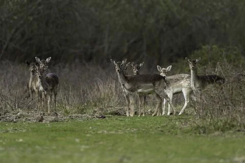 Fallow deer (Dama dama) Stock Photos
