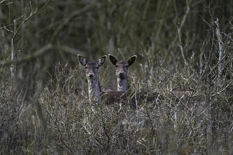 Fallow deer (Dama dama) Stock Photos