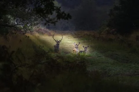 Fallow deer (Dama dama) Stock Photos