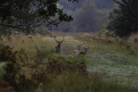 Fallow deer (Dama dama) Stock Photos