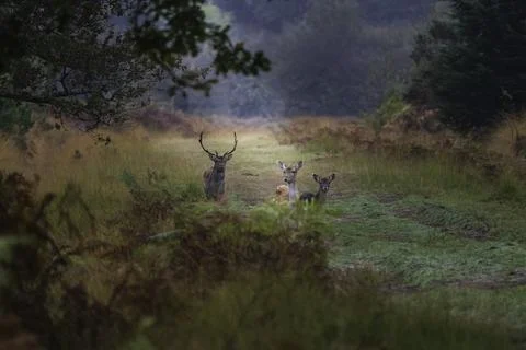 Fallow deer (Dama dama) Stock Photos