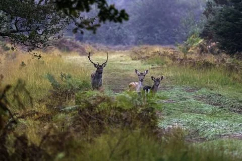 Fallow deer (Dama dama) Stock Photos