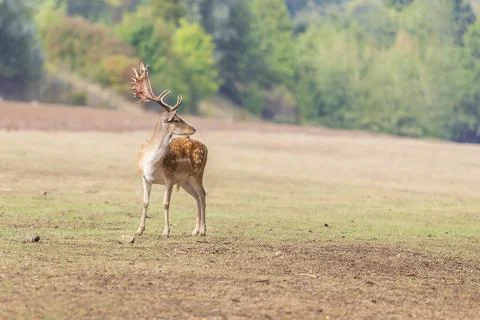 Fallow Deer Dama Dama Stock Photos