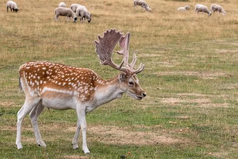 Fallow deer (Dama dama) Stock Photos