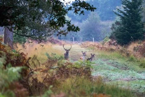 Fallow deer (Dama dama) Stock Photos