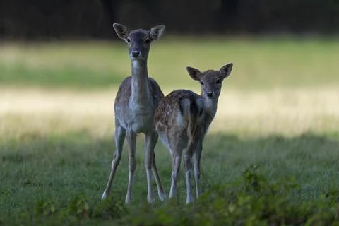Fallow deer (Dama dama) Stock Photos