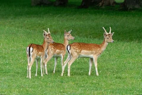 Fallow deer (Dama dama) Stock Photos
