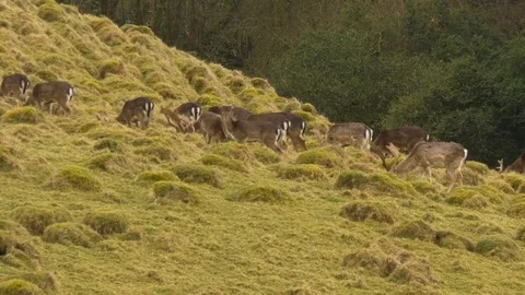 Fallow deer Dama dama small herd of bucks grazing on hillside Stock Footage 82653922
