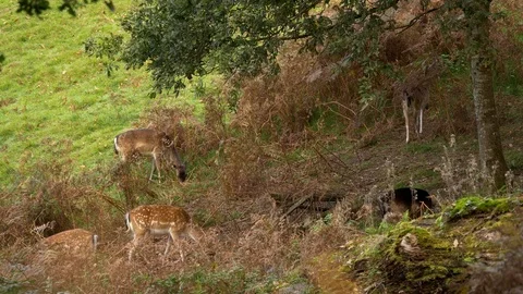 Fallow deer Dama dama small group of does foraging in dying bracken Video stock 82659610