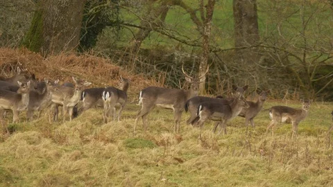 Fallow deer Dama dama small mixed herd moving over rough ground Stock Footage 87092143
