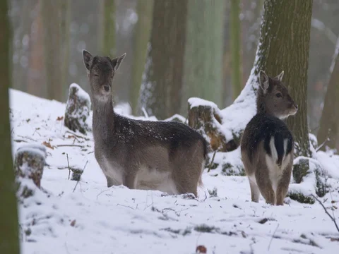 Fallow deer (Dama dama) in winter forest Stock Footage 84862187