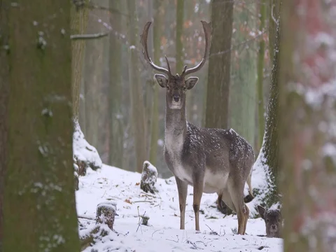 Fallow deer (Dama dama) in winter forest Stock-Footage 84877051