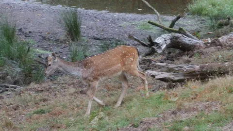 Fallow deer Dama dama yearing buck walking through forest clearing Stock Footage 108068113