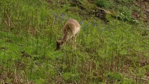 Fallow deer Dama dama young buck grazing in woodland amongst bracken Stock-Footage 82655883