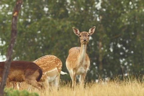 Fallow deer ( Dama ) hind looking at camera while grazing on a glade Stock Photos
