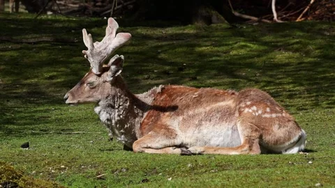 The fallow deer, Dama mesopotamica is a ruminant mammal Stock Footage 252736754