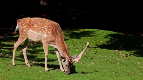The fallow deer, Dama mesopotamica is a ruminant mammal Stock Footage 339561804
