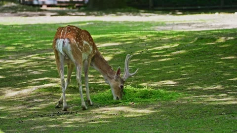 The fallow deer, Dama mesopotamica is a ruminant mammal Stock Footage 339561891