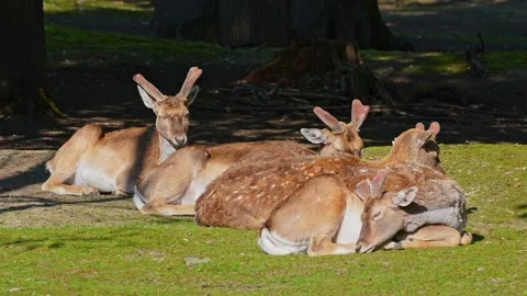 The fallow deer, Dama mesopotamica is a ruminant mammal Stock Footage 344470690