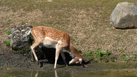 The fallow deer, Dama mesopotamica is a ruminant mammal Stock Footage 344470769