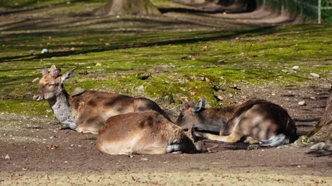 The fallow deer, Dama mesopotamica is a ruminant mammal Stock Footage 345450563