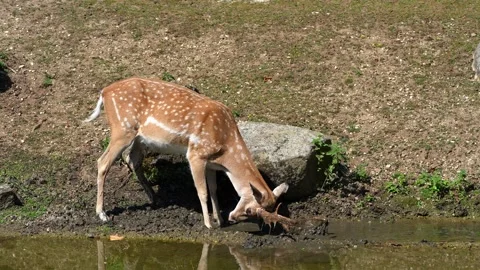 The fallow deer, Dama mesopotamica is a ruminant mammal Stock Footage 345450595