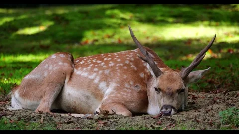 The fallow deer, Dama mesopotamica is a ruminant mammal Stock Footage 345450596