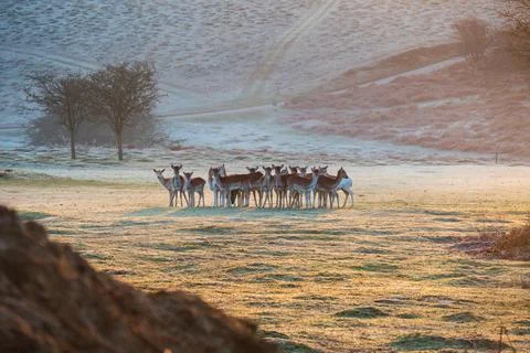 The Fallow Deer (Dama) Stock Photos