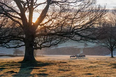 The Fallow Deer (Dama) Stock Photos
