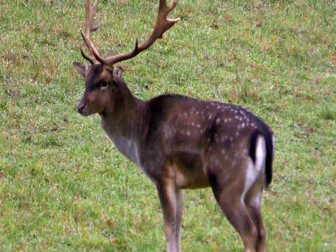 Fallow Deer - Dammhirsche in Germany  Stock Footage 71581510
