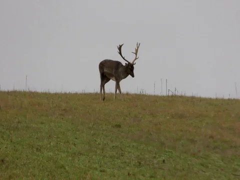 Fallow Deer - Dammhirsche in Germany  Stock Footage 71582322