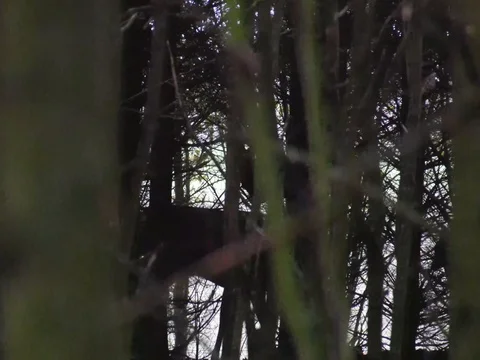 Fallow Deer - Dammhirsche in Germany  Stock Footage 71584083