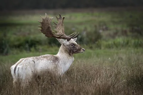 Fallow deer with dark face Foto stock