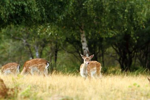 Fallow deer doe in a clearing, looking towards the camera ( Dama ) Stock Photos