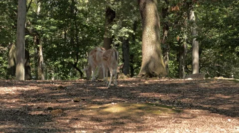 Fallow deer doe (Dama dama) with fawn in the forest. Stock Footage 53744886