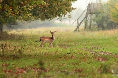 Fallow deer doe in the forest, looking towards camera ( Dama dama ) Stock Photos