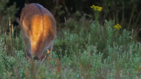Fallow deer doe grazing in the dawn light Video stock 135678885