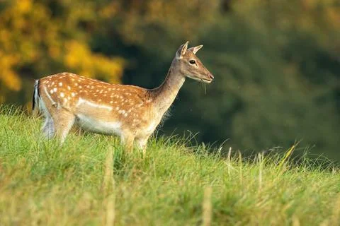 Fallow deer doe looking aside on a meadow with green grass in autumn at sunrise Stock Photos
